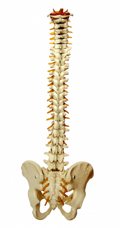 Wirbelsäule und Becken